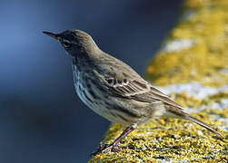 European Rock Pipit