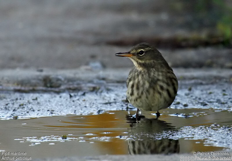 Eurasian Rock Pipit