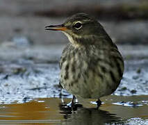 Eurasian Rock Pipit