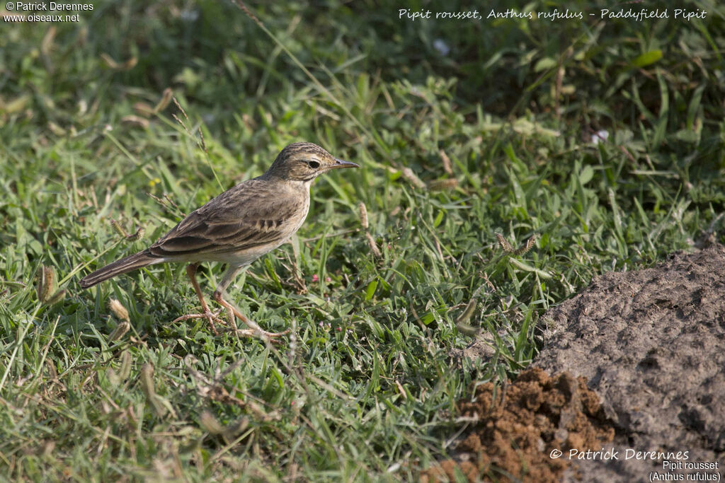 Paddyfield Pipit, identification, habitat