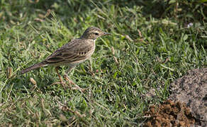 Paddyfield Pipit