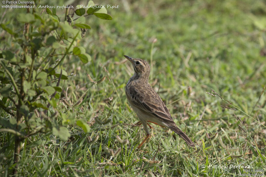 Paddyfield Pipit, identification, habitat