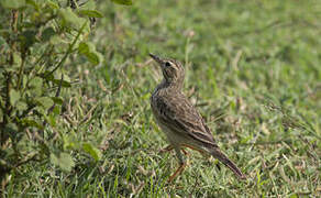 Paddyfield Pipit