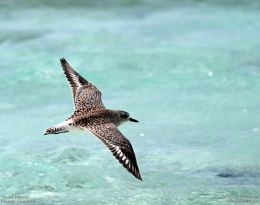 Grey Ploveradult post breeding, Flight