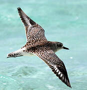 Grey Plover