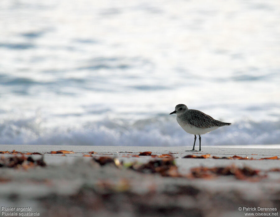 Grey Plover, identification