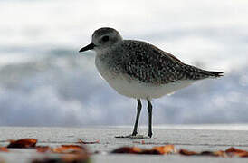 Grey Plover