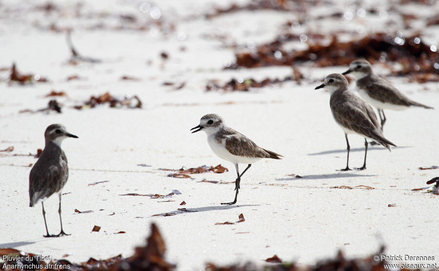 Tibetan Sand Ploveradult post breeding, identification