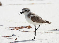 Tibetan Sand Plover