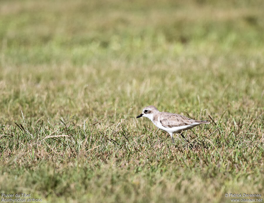 Tibetan Sand Plover, identification