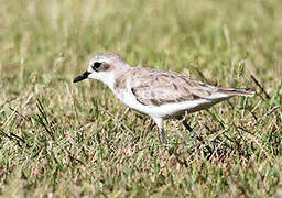 Tibetan Sand Plover