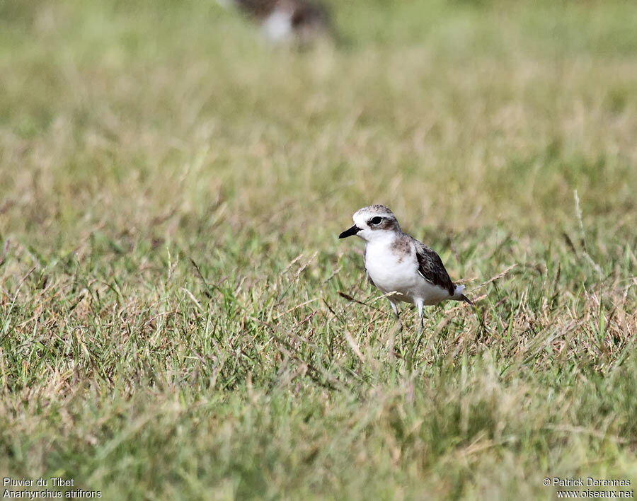 Tibetan Sand Plover, identification