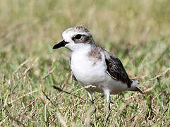 Tibetan Sand Plover