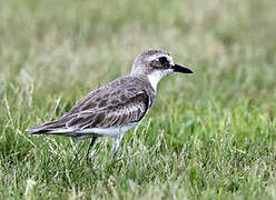 Tibetan Sand Plover