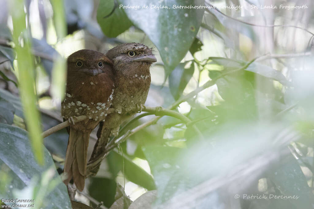 Sri Lanka Frogmouthadult, habitat