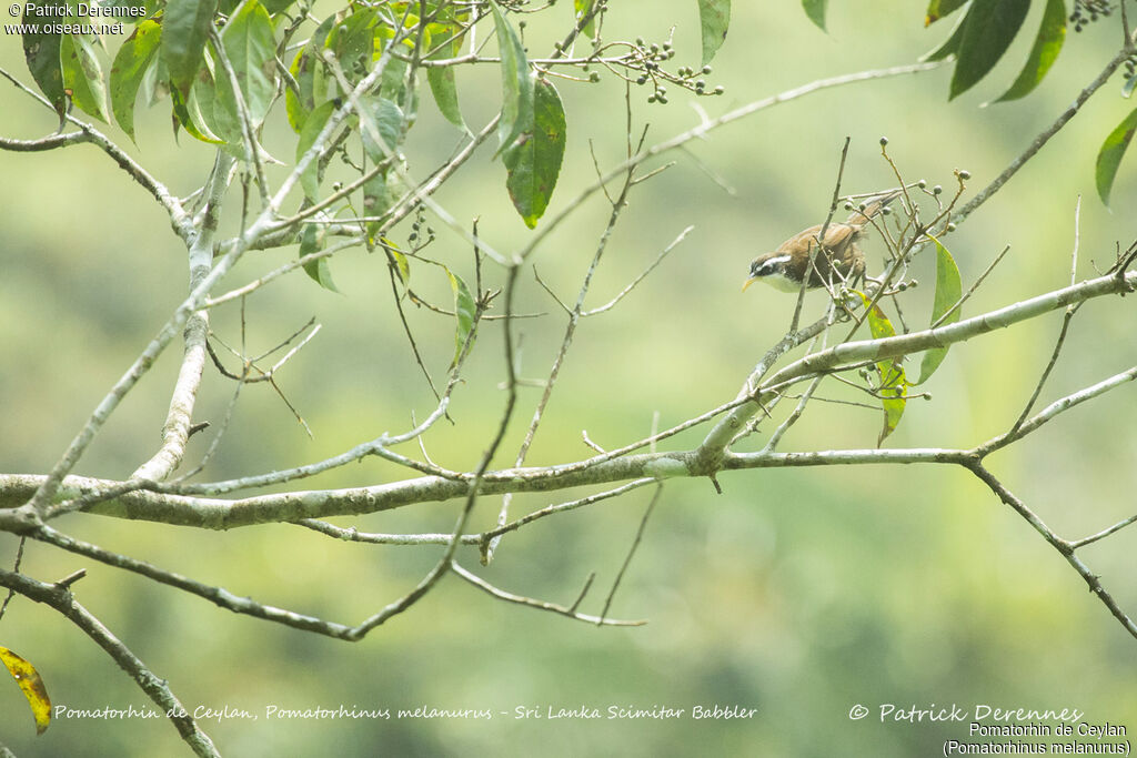 Pomatorhin de Ceylan, identification, habitat