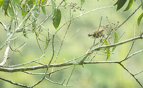 Sri Lanka Scimitar Babbler