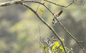 Sri Lanka Scimitar Babbler