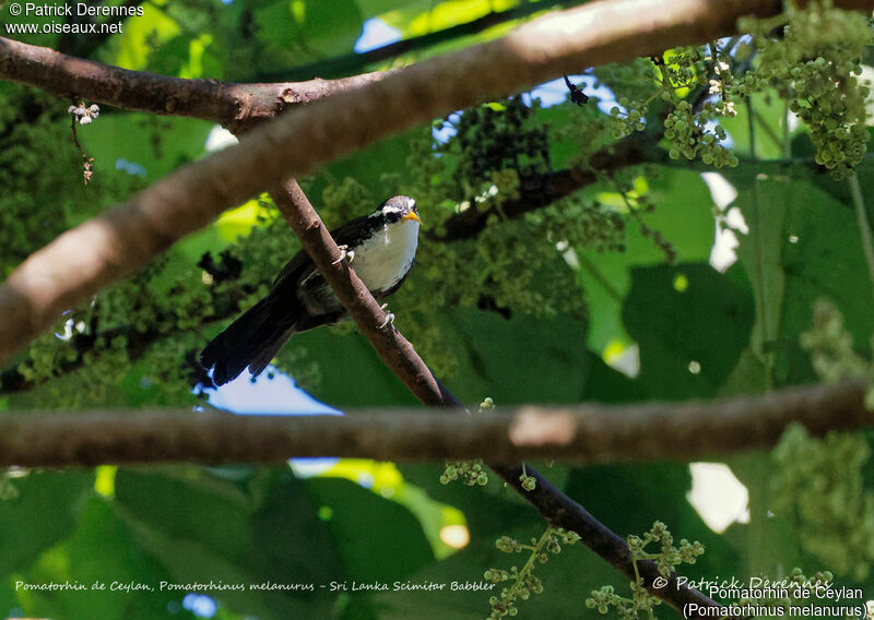 Sri Lanka Scimitar Babbler, identification, habitat
