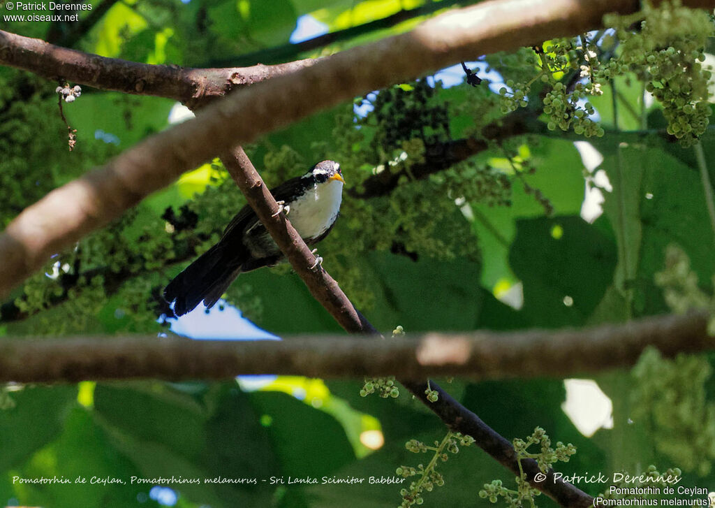 Sri Lanka Scimitar Babbler, identification, habitat