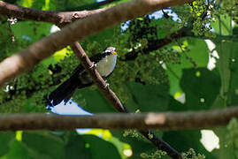 Sri Lanka Scimitar Babbler