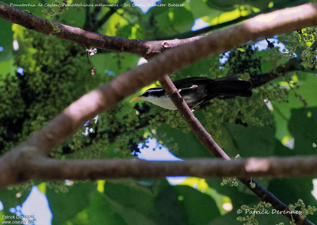 Sri Lanka Scimitar Babbleradult, habitat, Behaviour