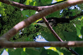 Sri Lanka Scimitar Babbler