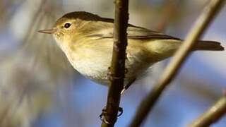 Common Chiffchaff