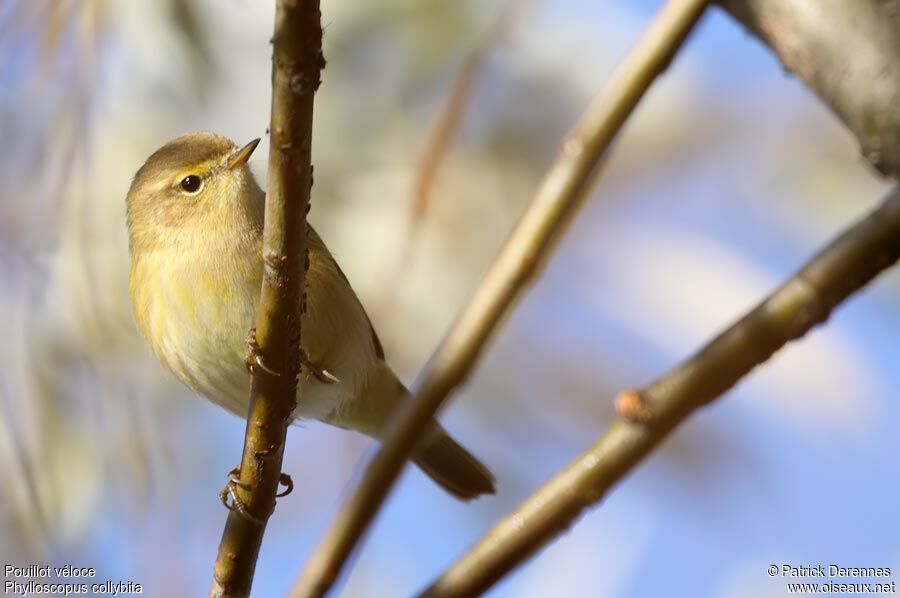 Pouillot véloce, identification