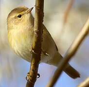 Common Chiffchaff