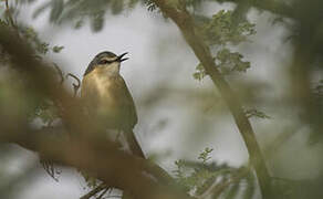 Prinia cendrée