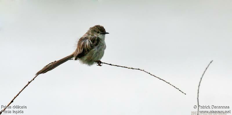 Prinia délicateadulte