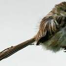 Prinia délicate