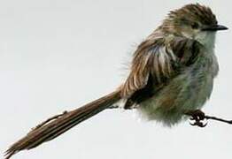 Delicate Prinia