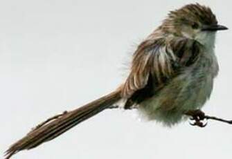 Prinia délicate