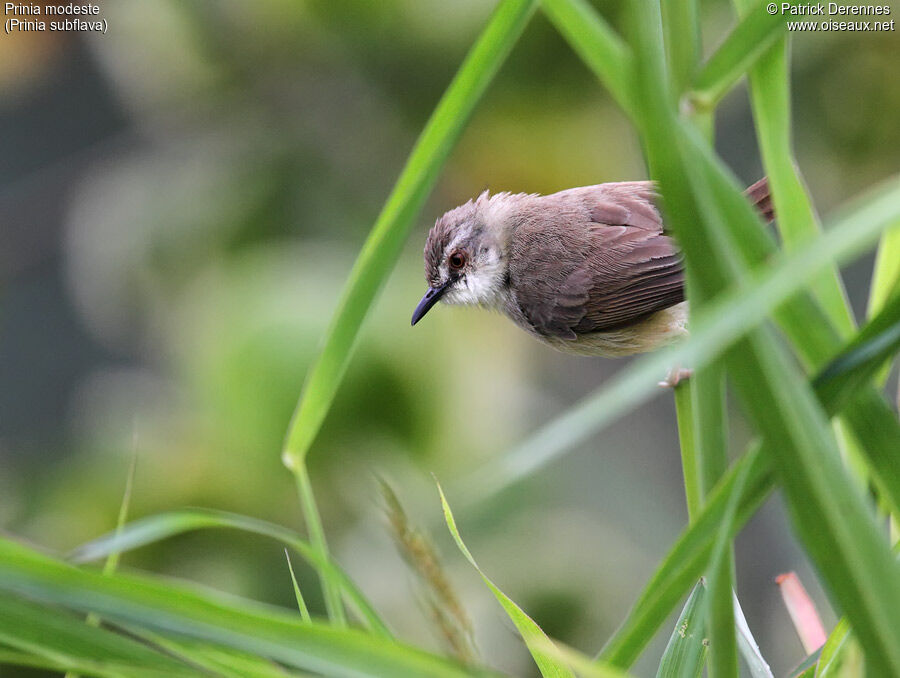 Prinia modeste