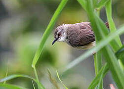 Tawny-flanked Prinia