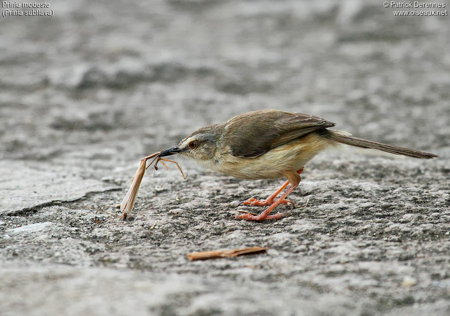 Prinia modeste, identification, régime, Comportement