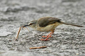 Tawny-flanked Prinia