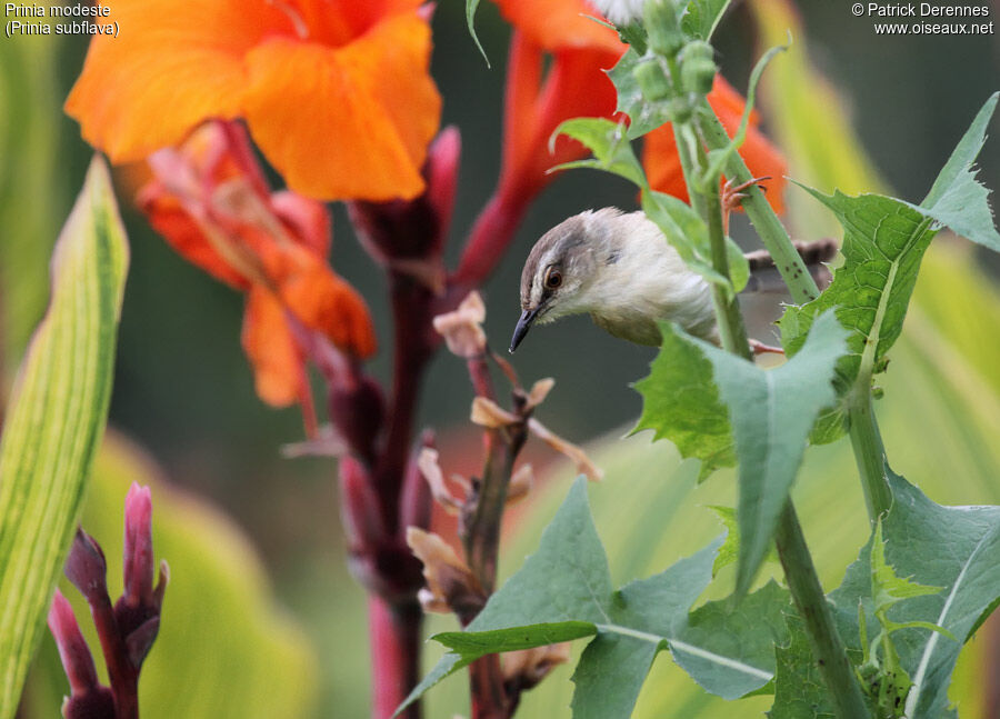 Prinia modeste