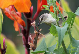 Prinia modeste