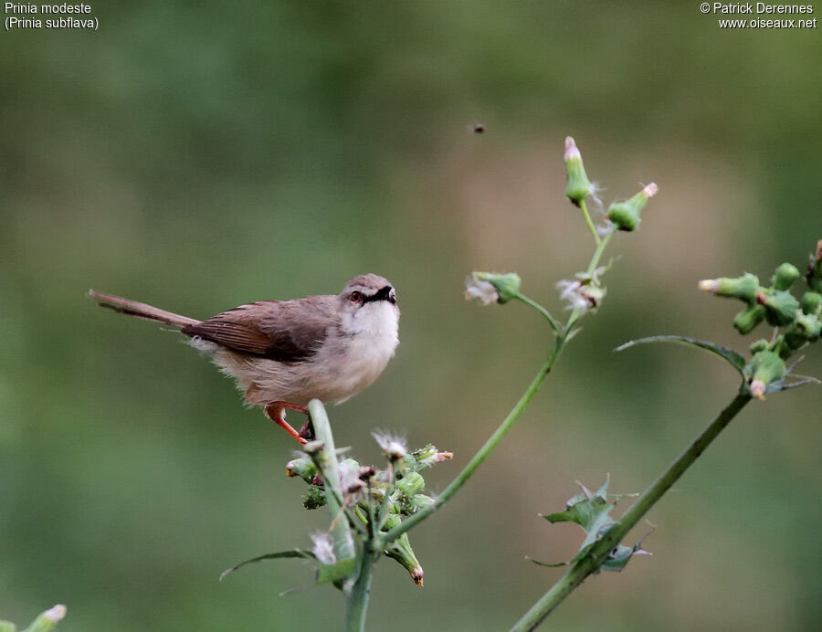 Tawny-flanked Prinia, identification, feeding habits, Behaviour