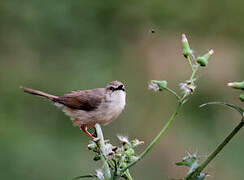 Tawny-flanked Prinia