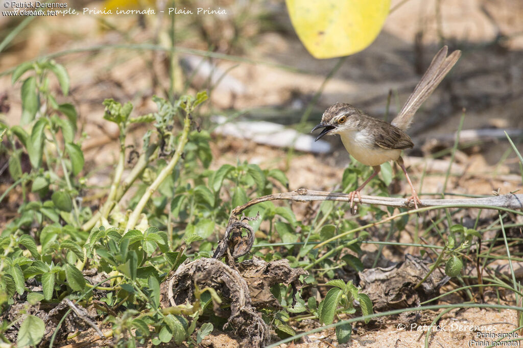 Prinia simple, identification, habitat