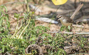 Plain Prinia