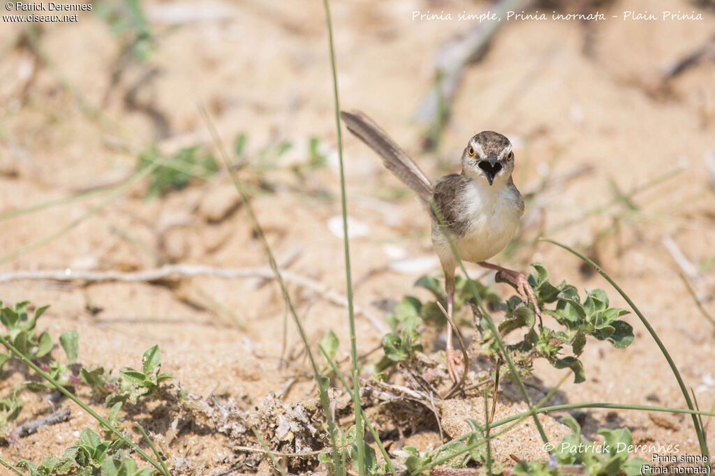 Plain Prinia, identification, habitat