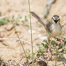 Prinia simple