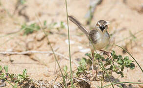 Plain Prinia