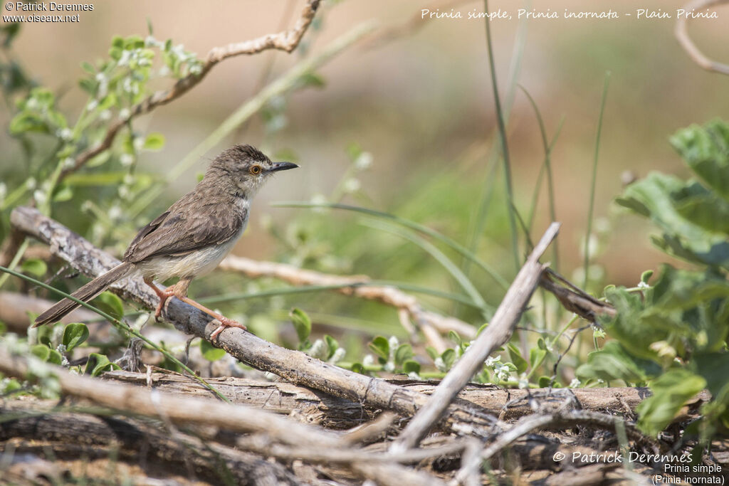 Prinia simple, identification, habitat