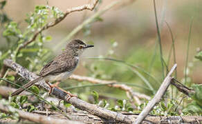 Plain Prinia